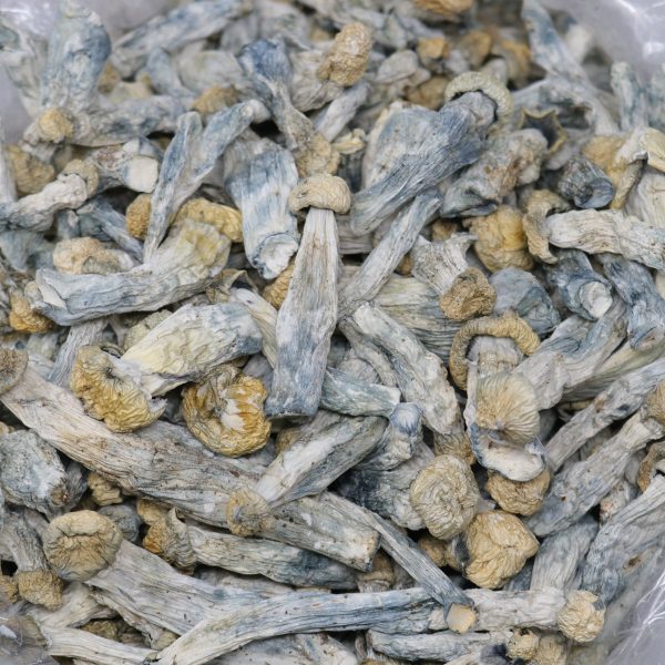 Bluey Vuitton Mushroom